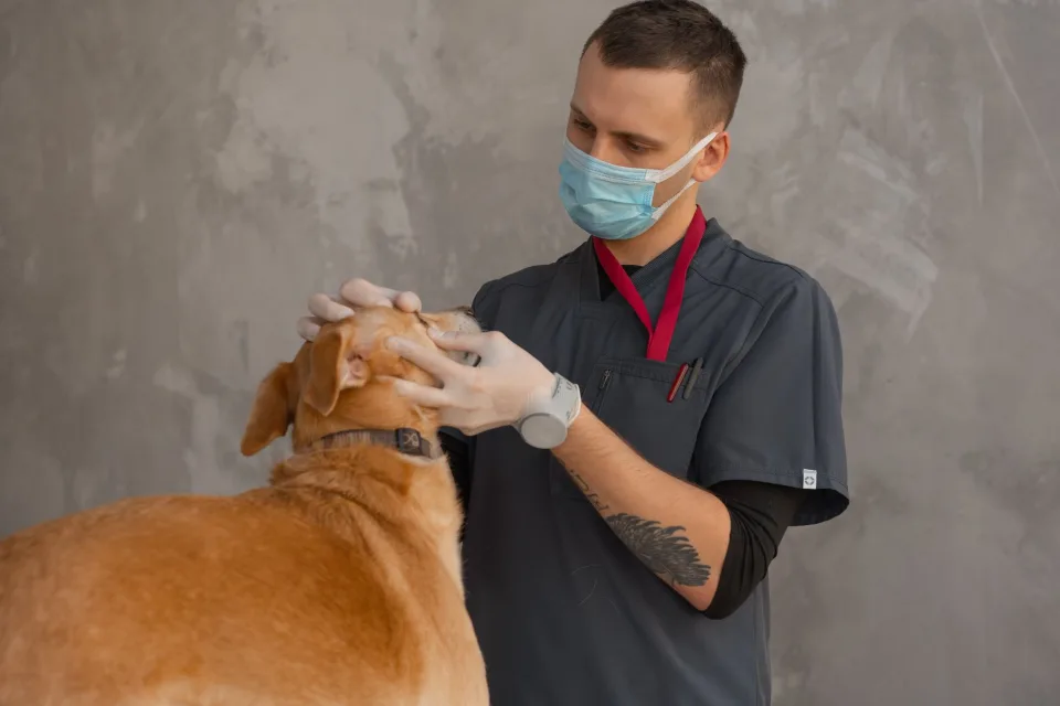 Hình ảnh tại Phòng Khám Thú Y Đà Nẵng City Pet 1