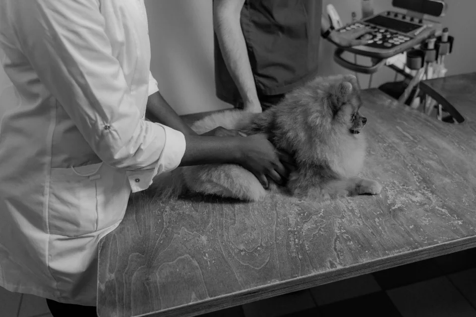 Hình ảnh tại Phòng Khám Thú Y Đà Nẵng City Pet 6