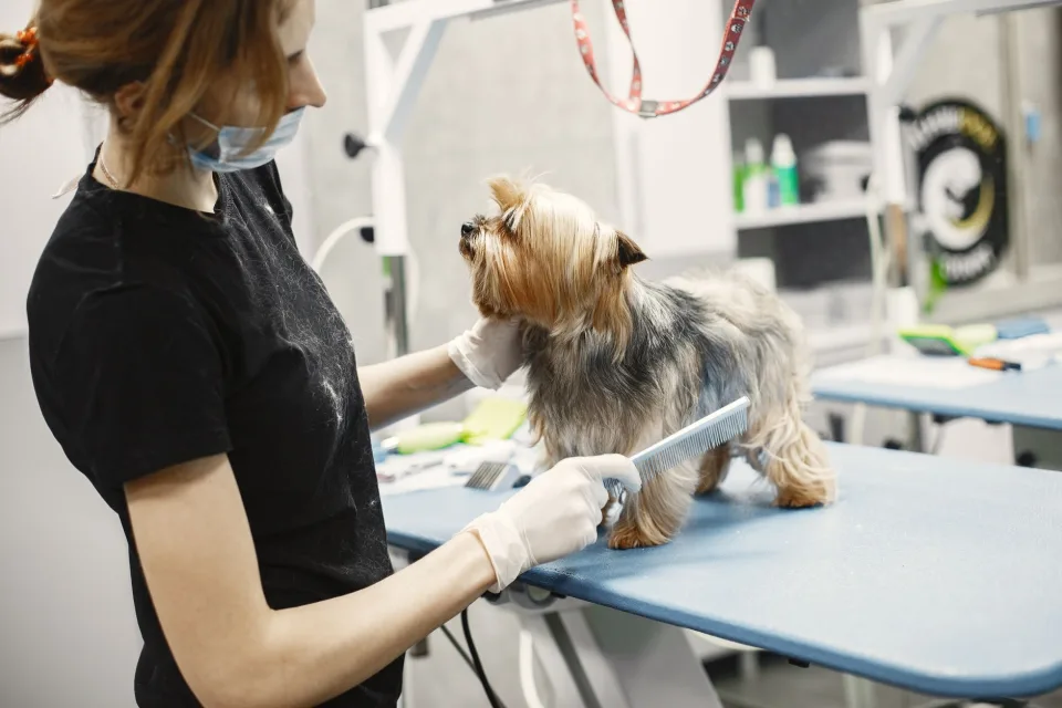 Tại Phòng Khám Thú Y Đà Nẵng City Pet