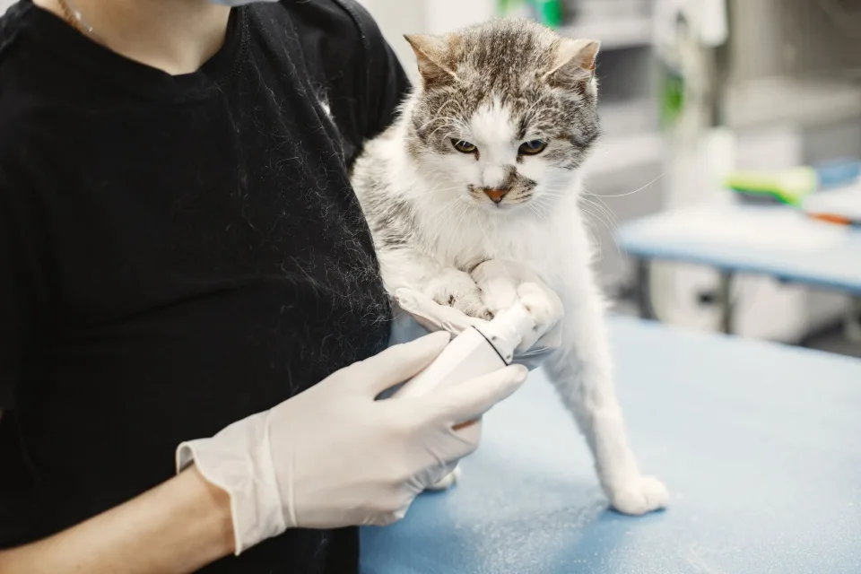 Hình ảnh tại Phòng Khám Thú Y Đà Nẵng City Pet 3