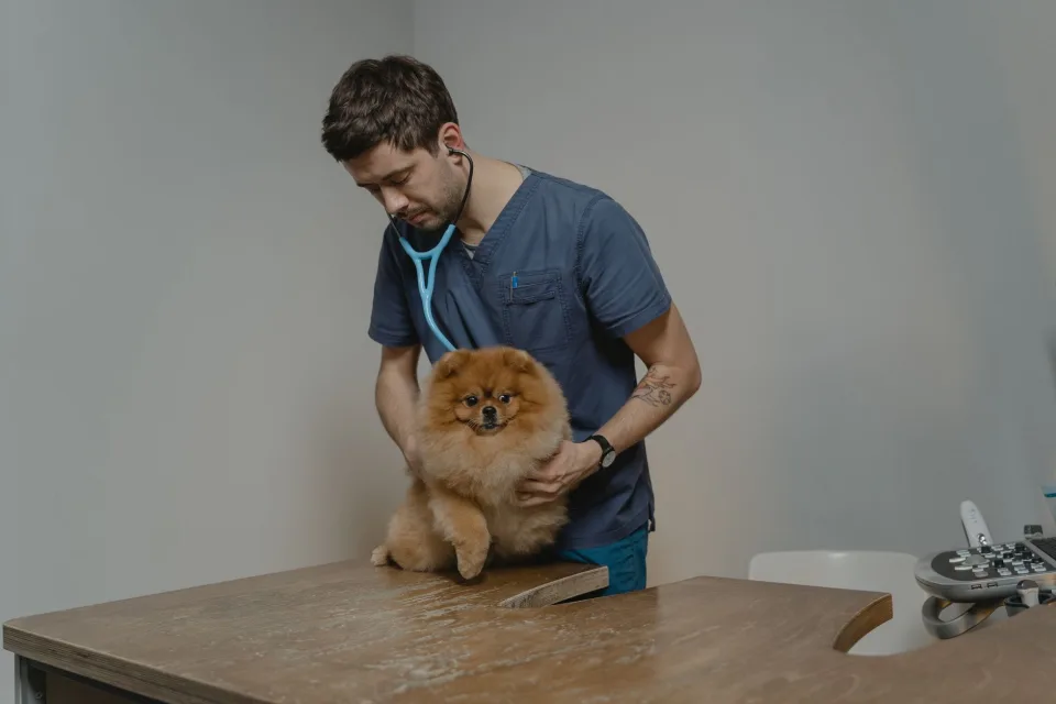Hình ảnh tại Phòng Khám Thú Y Đà Nẵng City Pet 4