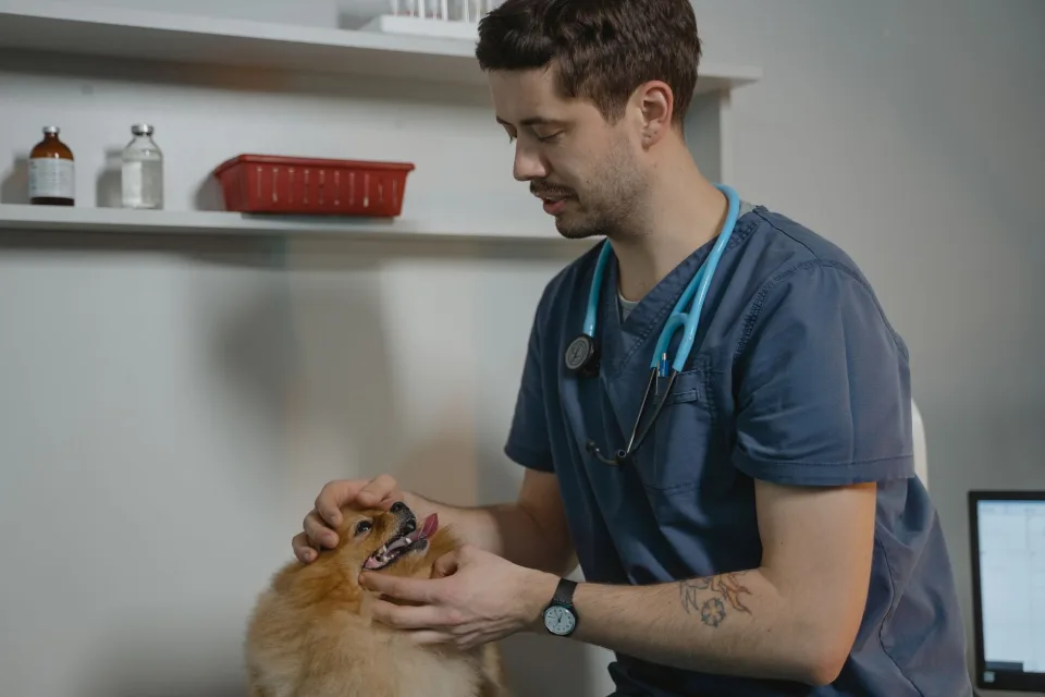 Hình ảnh tại Phòng Khám Thú Y Đà Nẵng City Pet 2